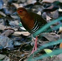 Rallina fasciata