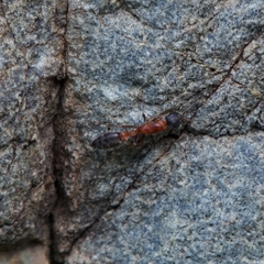 Pseudomyrmex termitarius