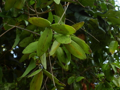 Hippocratea volubilis