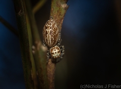 Opisthoncus serratofasciatus