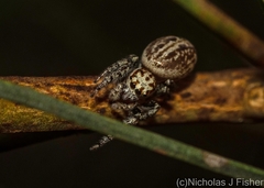 Opisthoncus serratofasciatus