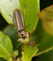 Afronycha circumdata