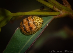 Paropsis obsoleta