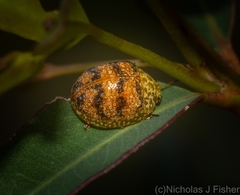 Paropsis obsoleta