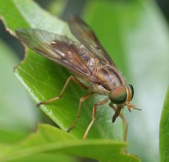 Tabanocella