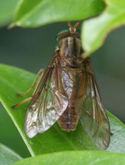 Tabanocella