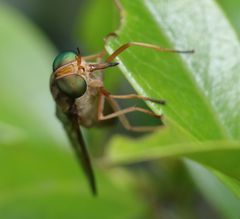 Tabanocella