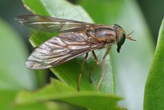 Tabanocella