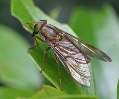 Tabanocella