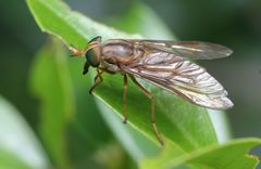 Tabanocella