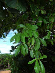 Hippocratea volubilis