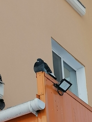 Columba livia