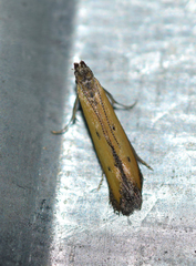 Mesophleps trinotella