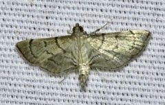 Salbia tytiusalis