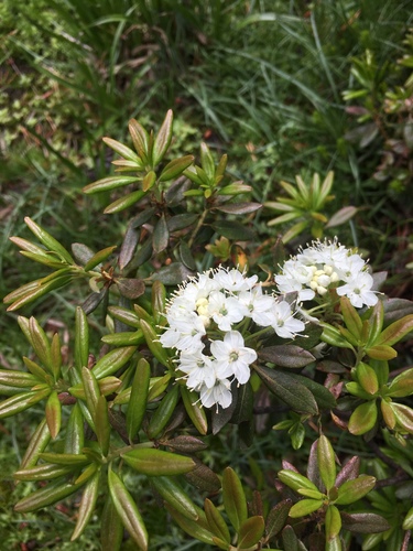 Rhododendron columbianum