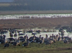 Branta ruficollis