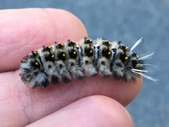 Lophocampa roseata