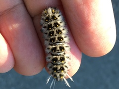 Lophocampa roseata