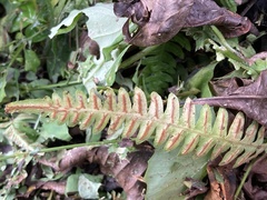 Blechnum asplenioides