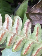 Blechnum asplenioides image