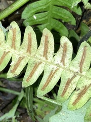 Blechnum asplenioides