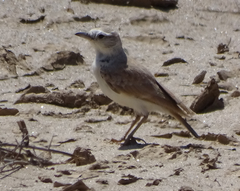 Ammomanopsis grayi