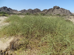 Ammomanopsis grayi