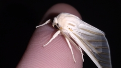 Munona