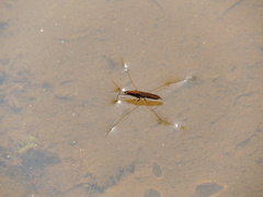 Limnoporus rufoscutellatus