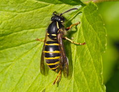 Dolichovespula sylvestris