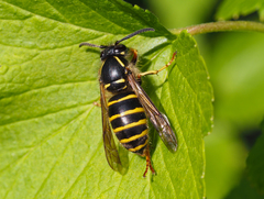Dolichovespula sylvestris