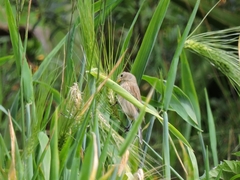Catamenia analis
