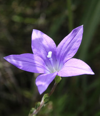 Wahlenbergia ceracea