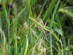 Catamenia analis