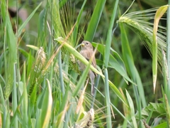 Catamenia analis
