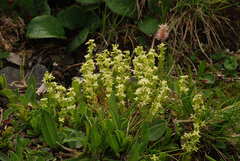 Galium baldense