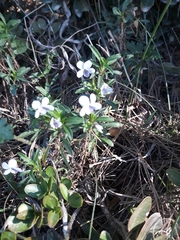 Viola arborescens