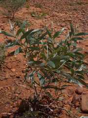 Acacia holosericea