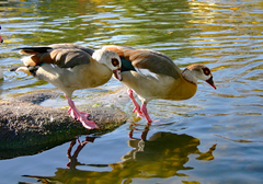 Alopochen aegyptiaca