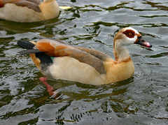 Alopochen aegyptiaca