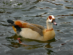 Alopochen aegyptiaca