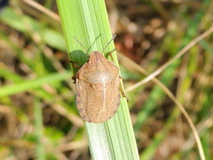Eurygaster integriceps