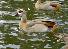 Alopochen aegyptiaca