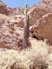 Browningia candelaris