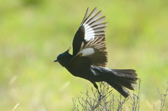 Knipolegus lophotes