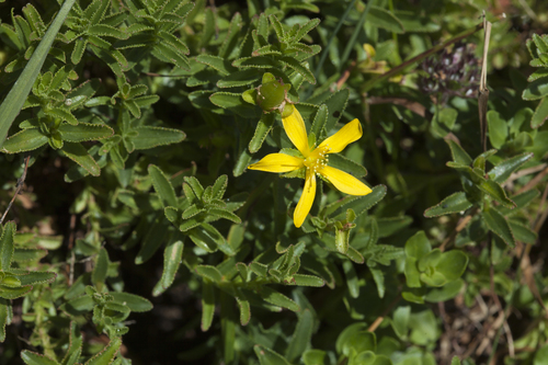 Hypericum orientale L.