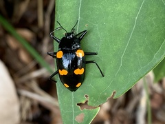 Scaphidomorphus bosci
