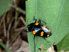 Scaphidomorphus bosci
