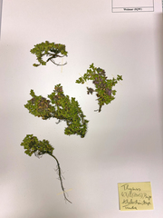 Thymus reverdattoanus