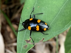 Scaphidomorphus bosci